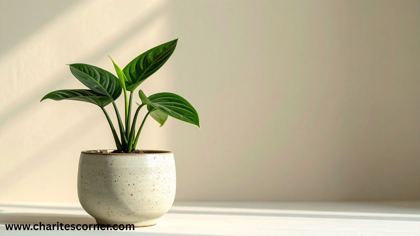 _Low-Maintenance Indoor Plants